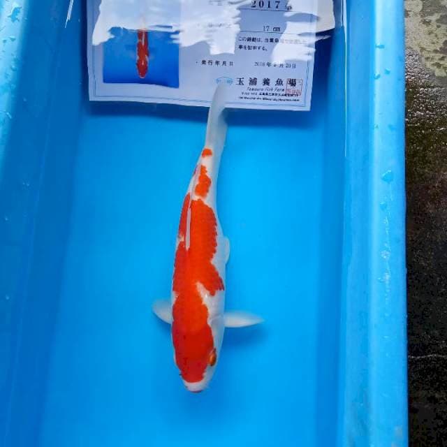 Kohaku import tamaura