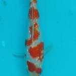 Kohaku ginrin 10 cm