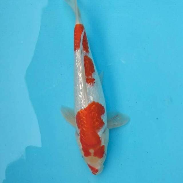 Kohaku gindrine
