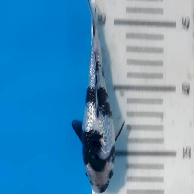 Free Handling 1st Malang Young Koi show 