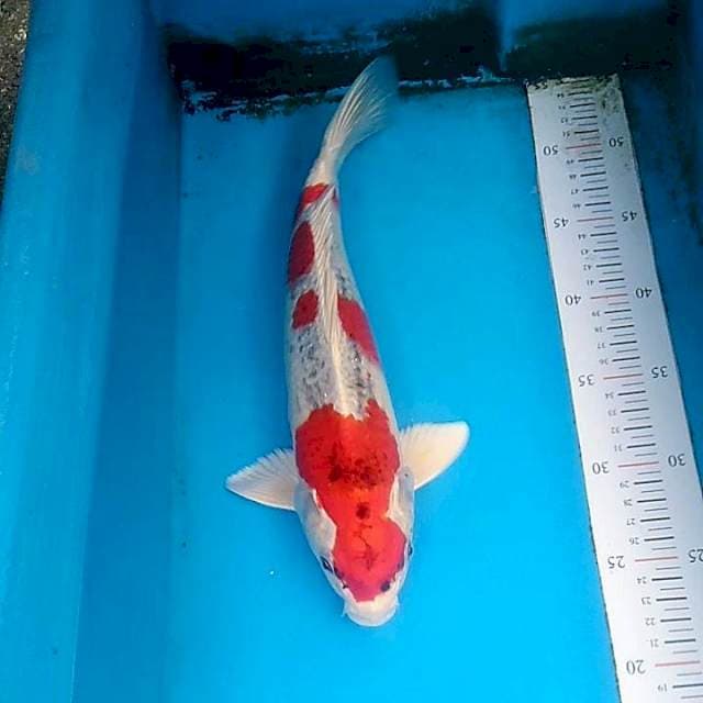 #1 Kujaku merah