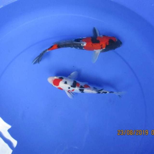 Paket doitsu 18&22cm