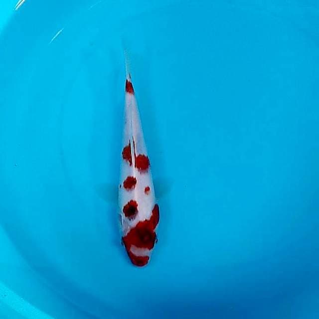Goromo 