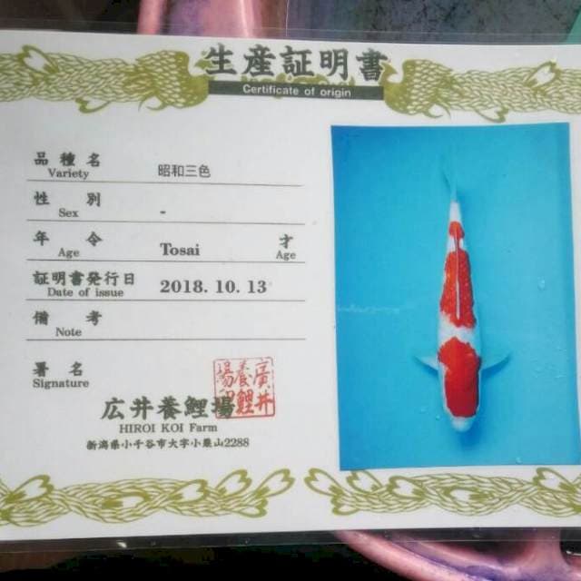 Kohaku hiroi koi farm