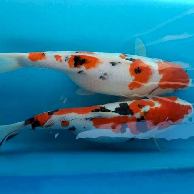 Sanke 37 cm 2 ekor