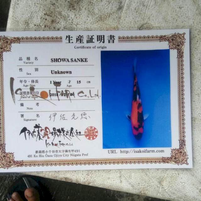 Showa isa koi farm