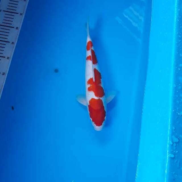 34-KOHAKU