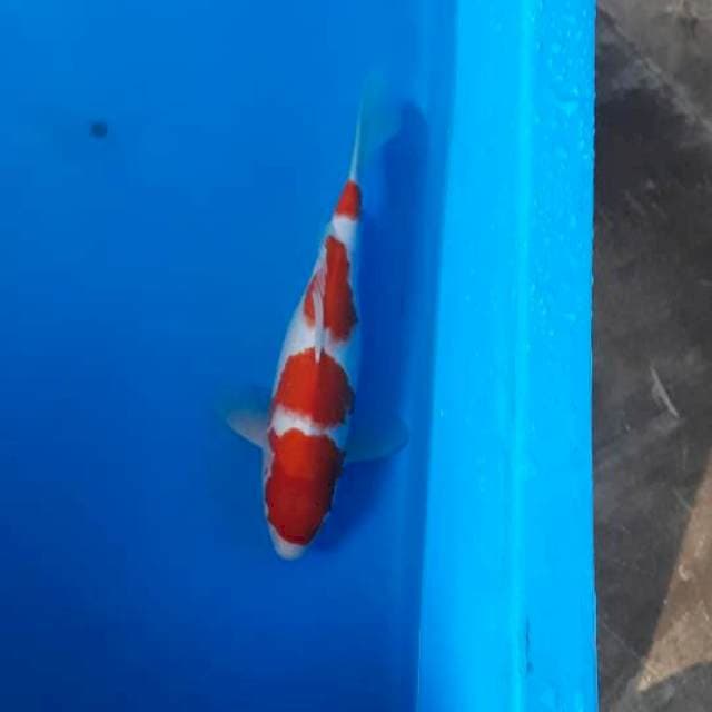 34-KOHAKU