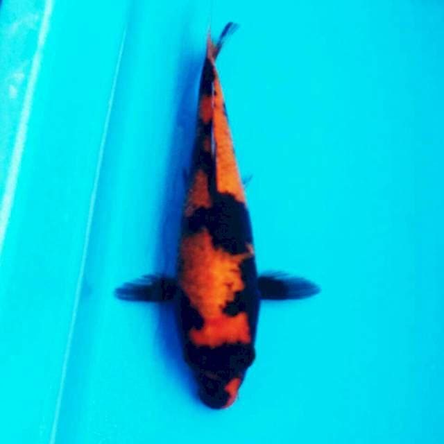 HI SHOWA T111 26CM FEMALE
