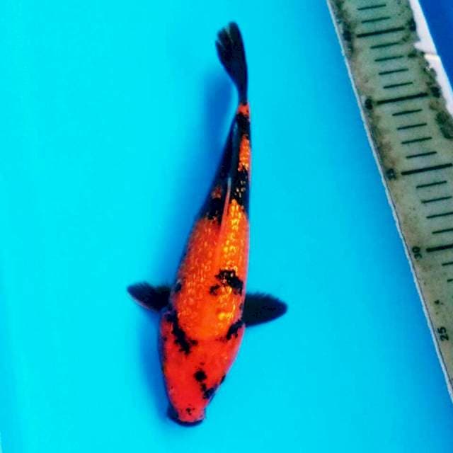 UTSURI GINRIN T113 26CM FEMALE