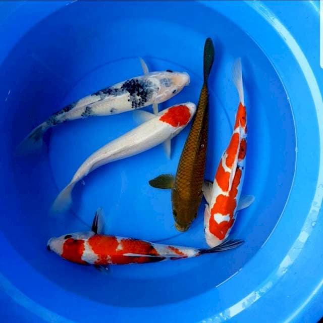 Mix 5 ekor 35 cm