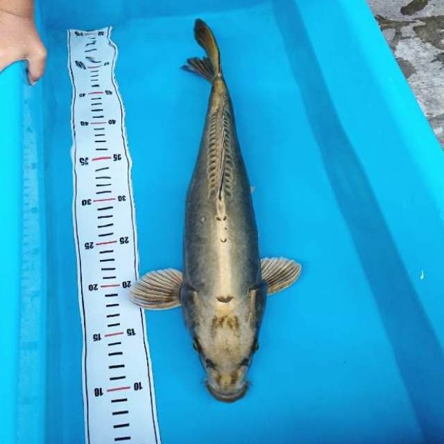 Ikan antik langka