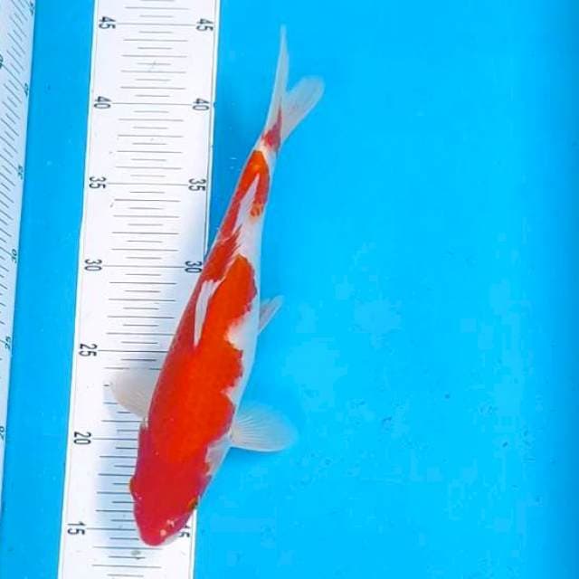 10. Kohaku RED HOT ±30cm