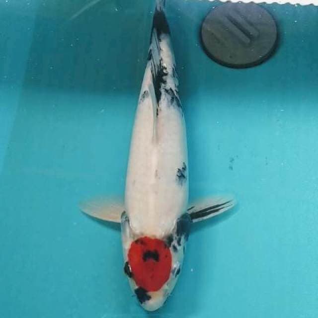 Original Tancho Male