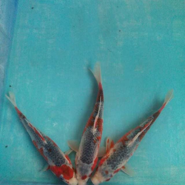 Tigaserangkai 19-22cm