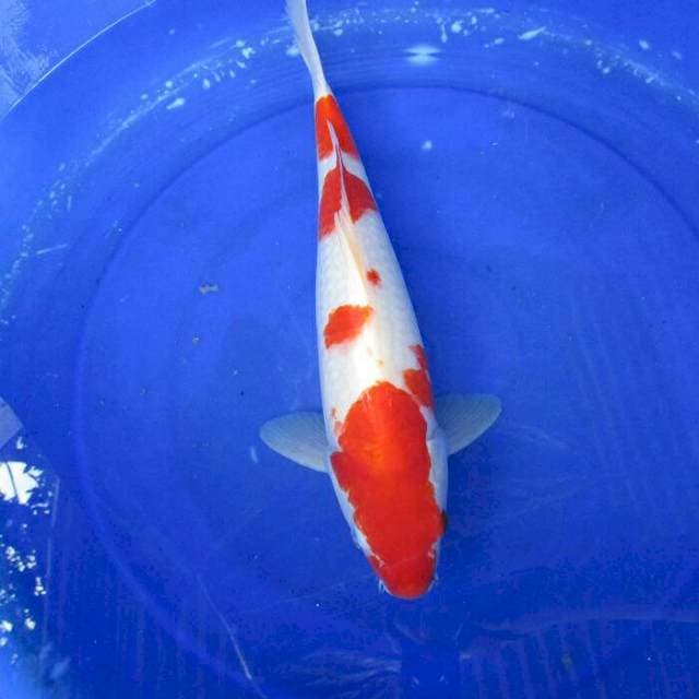 Kohaku ±43cm