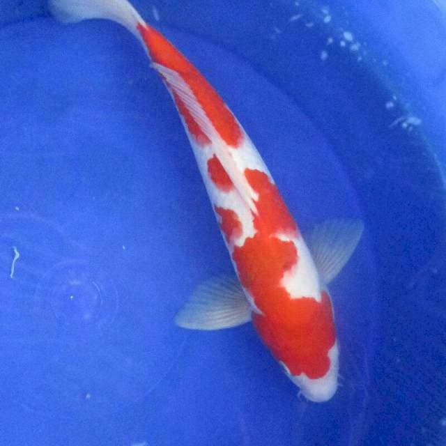 Kohaku ±35cm