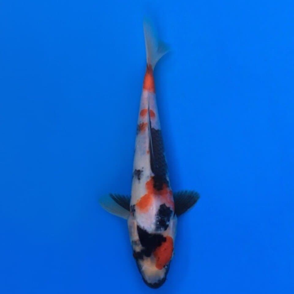 showa hq 26cm