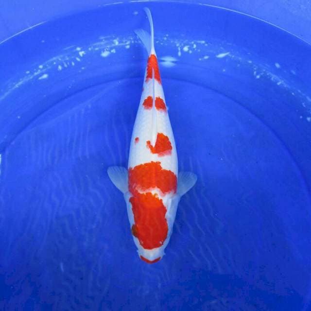 Kohaku ±35,bu