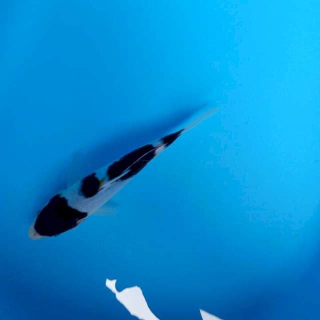 Goromo