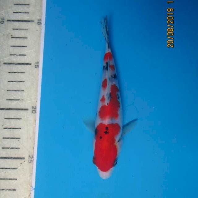 Subaki15cm