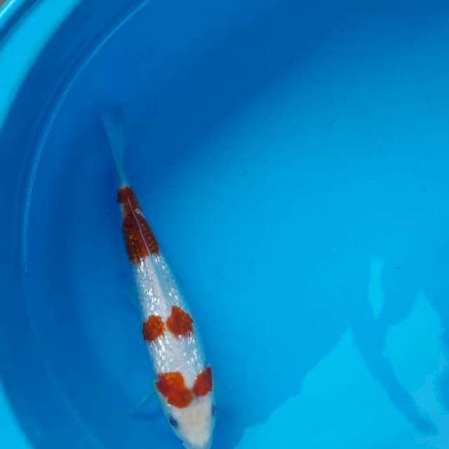 Kohaku ginrin