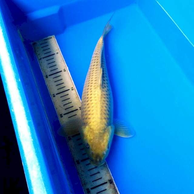 MIDORI 35CM FEMALE T122