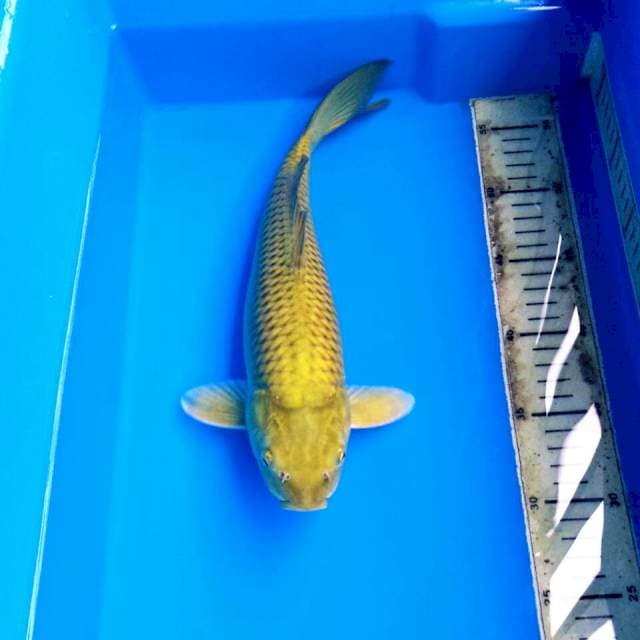 MIDORI 34CM MALE T123
