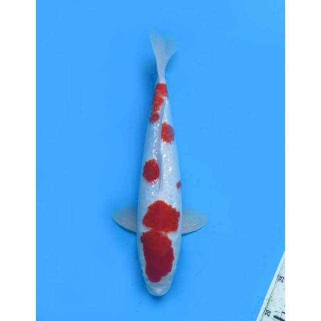 Red Kohaku Ginrin , 36cm