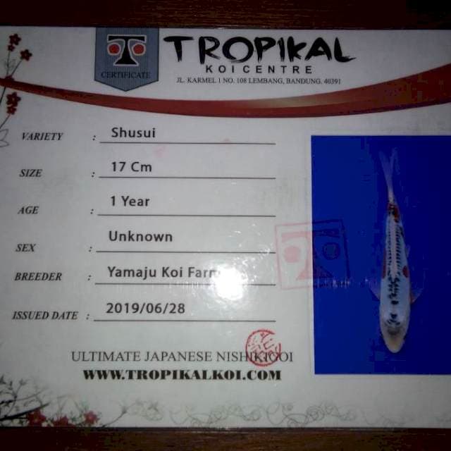 Shusui 17 (Yamaju). Import dan Sertifikat