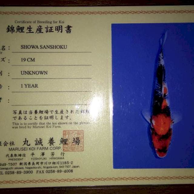 Showa Sanshoku (Marusei) 19cm. Import dan Sertifikat
