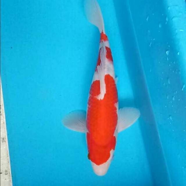 Kohaku