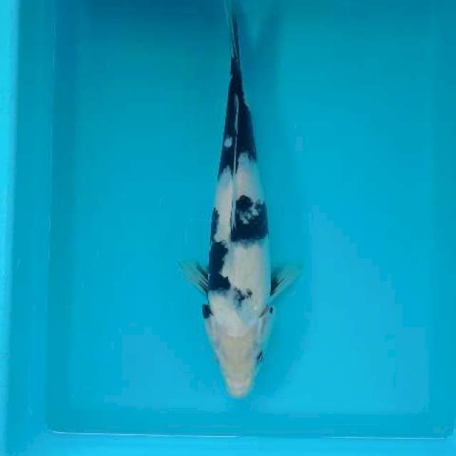 SHIRO 32 CM