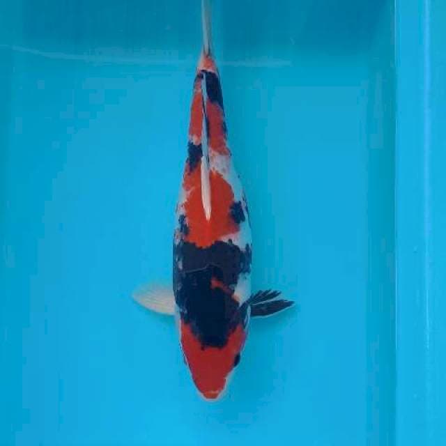 SHOWA 35 CM