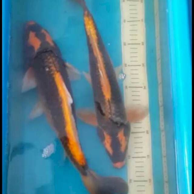 2 kabuto 45 bu