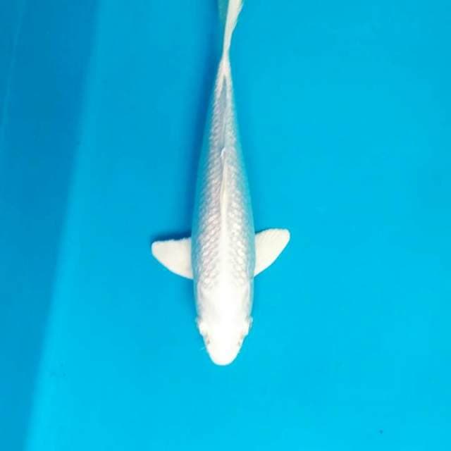 Platinum ginrin 25 cm