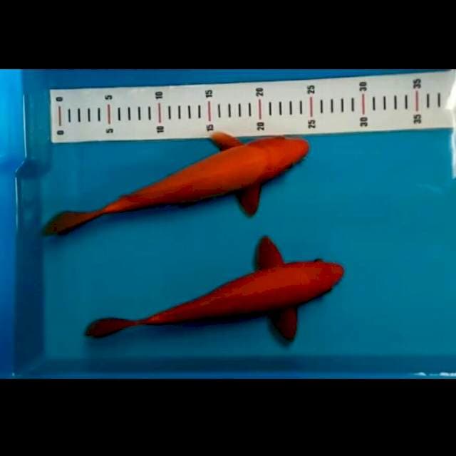 Twin Effect ~ 25 cm