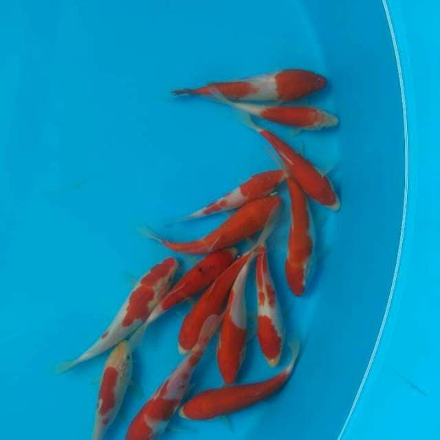 Skin Halus ~ 15 cm ~ 14 ekor