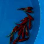 Skin Halus ~ 15 cm ~ 14 ekor