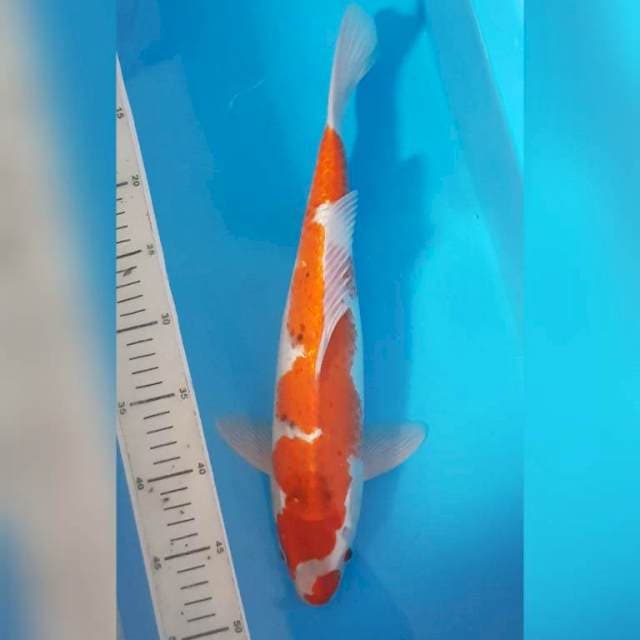 GHOSIKI NAZUMA UCIBENI 37 CM MALE 