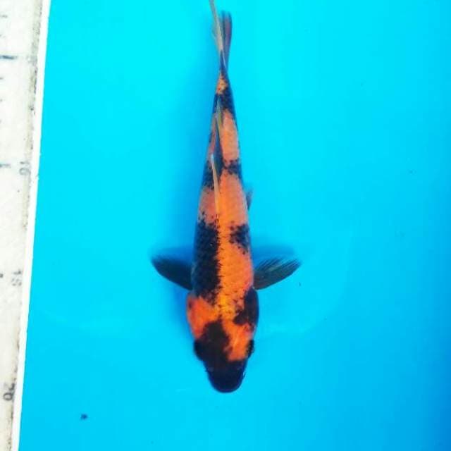 Baby ki Ki Utsuri  17 cm