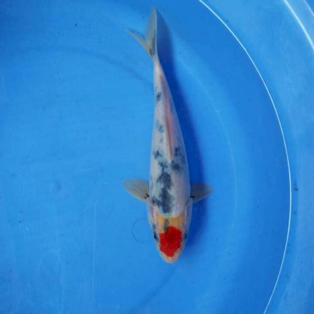 Tc showa original 21cm