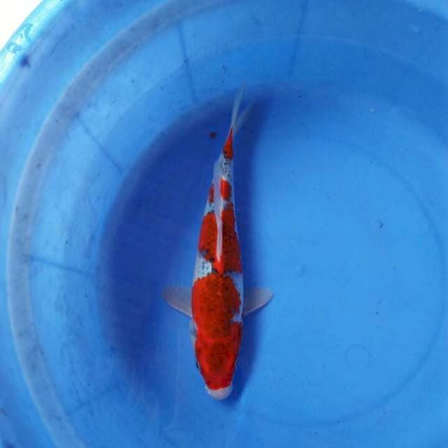 Gosiki merah merona 27cm