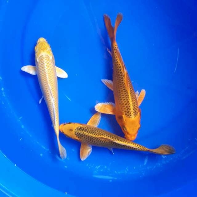 Yamabuki - matsuba 22-23cm