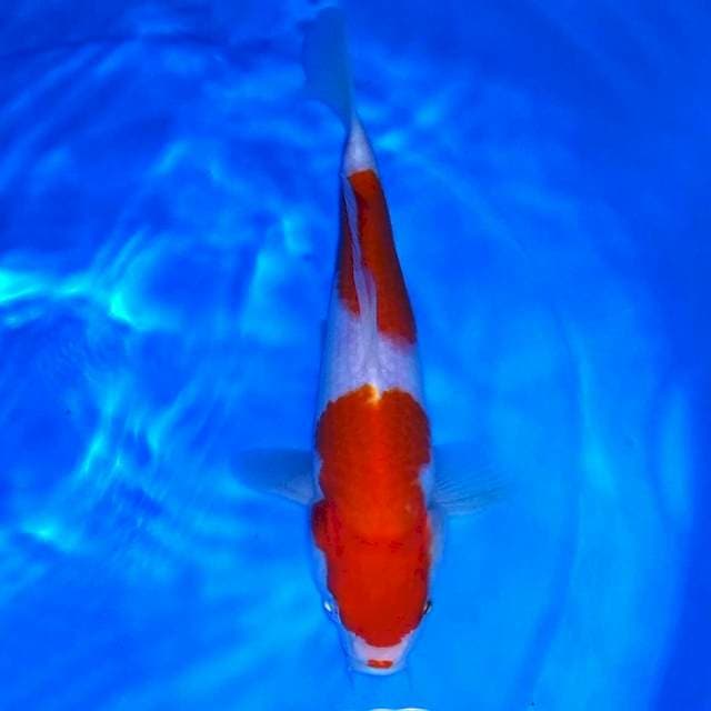 Kohaku 23cm mantap