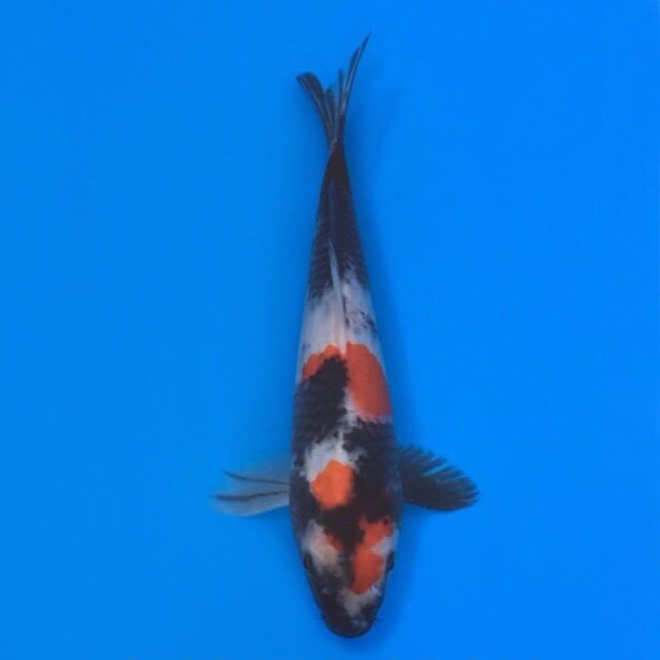 showa hq 26cm
