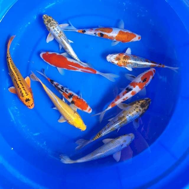 Mix 10ekor 19-24cm