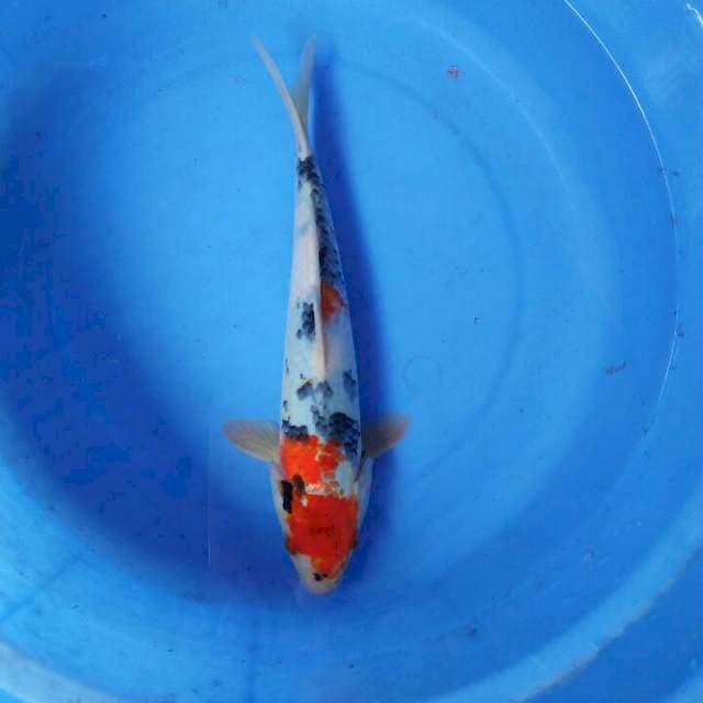 Showa 30cm
