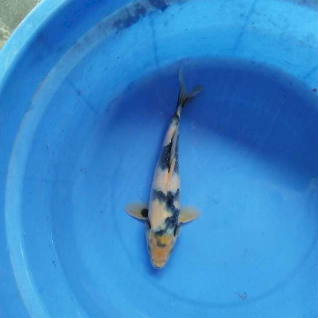Shiro sumi joss 26cm