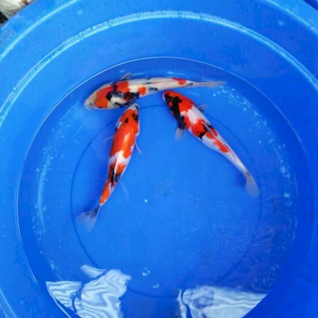 Mix showa 26cm